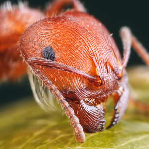 Ako sa zbaviť červených mravcov