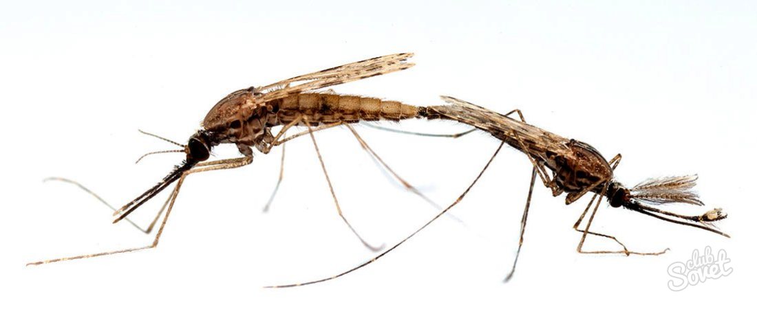 Bagaimana nyamuk berkembang biak