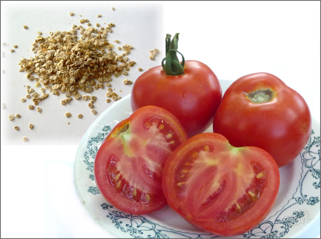 Cum de a colecta tomate semințe
