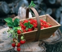 Wie man Erdbeersamen wächst