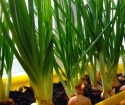 Jak rosnąć zielone cebule na parapecie