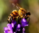К чему снятся пчёлы