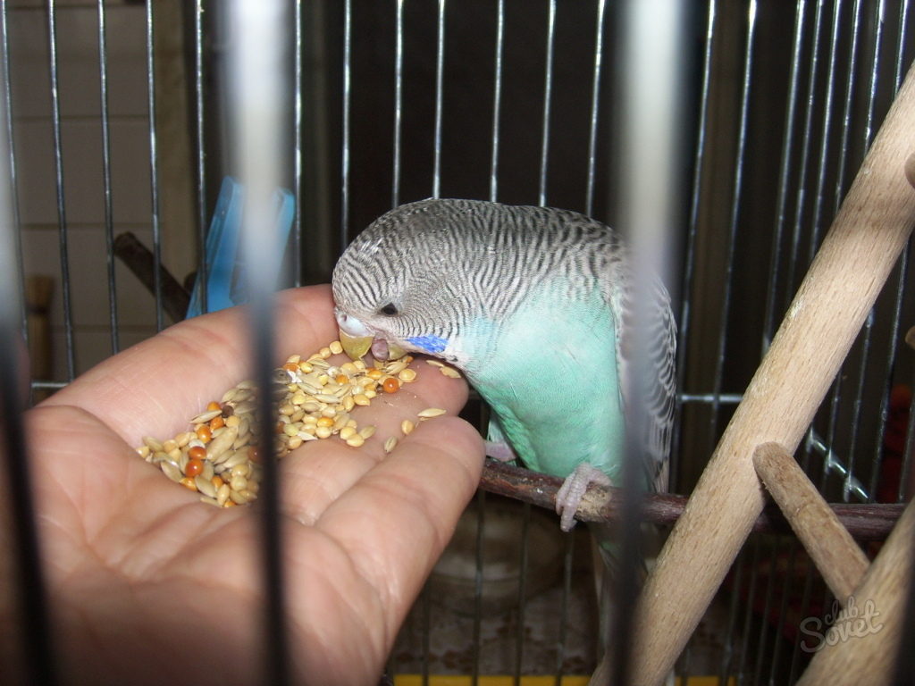 Что едят домашние попугаи