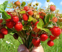 How to sow strawberries