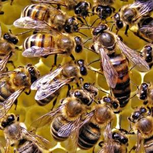 صور كيفية التخلص من النحل