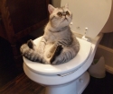 How to teach a cat to the toilet