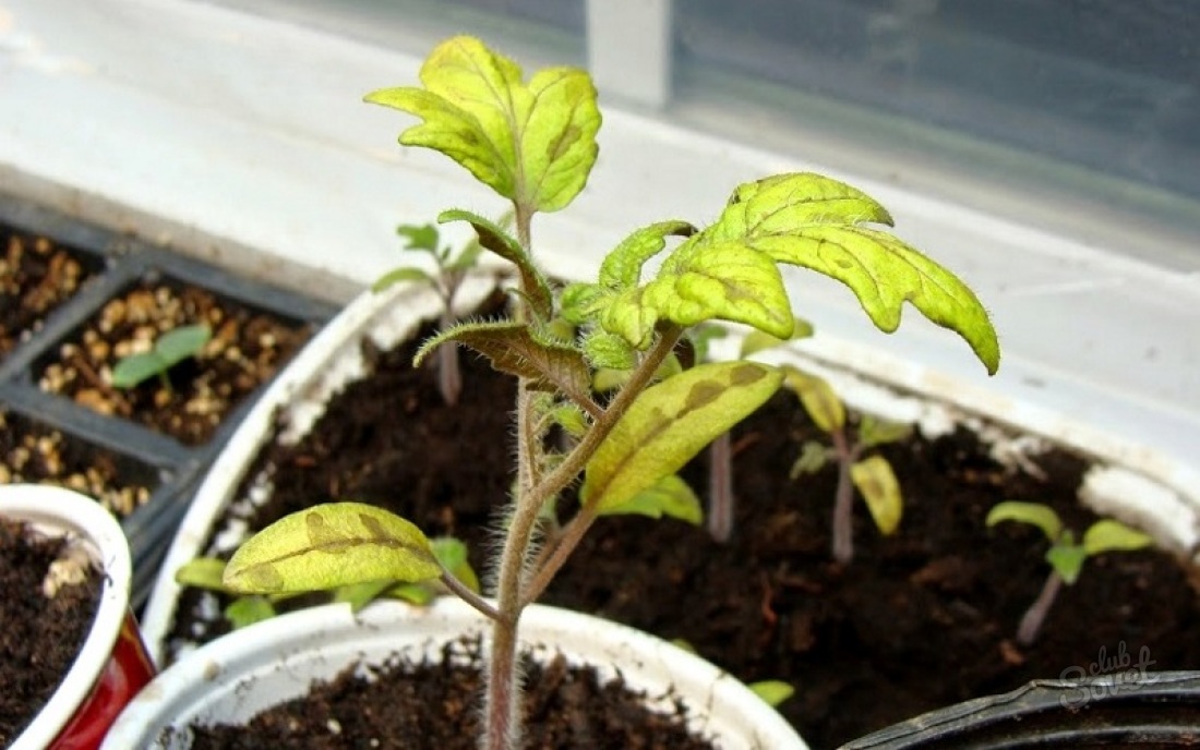 Tomatplantor blir gul - vad ska jag göra?