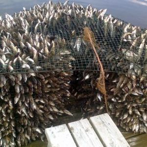 Photo how to make fish trap