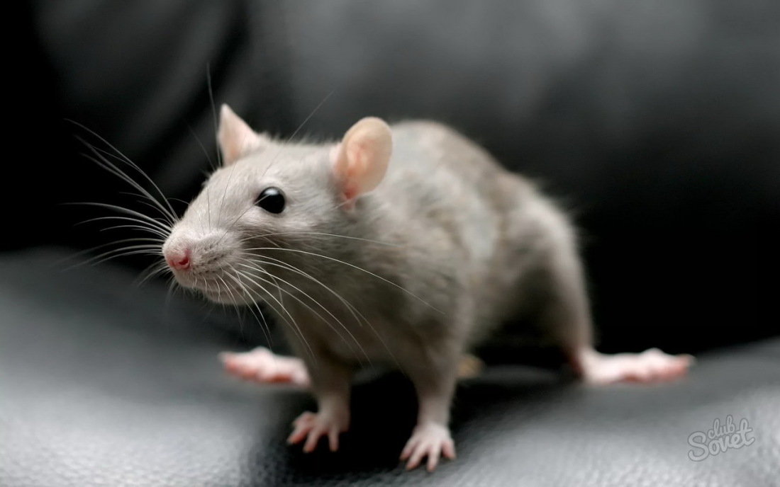 Warum träumen Mäuse und Ratten?