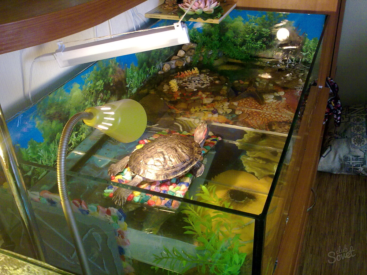 Какие аквариумы нужны для черепах. Террариум для красноухой черепахи. Аквариумная черепаха красноухая. Аквариум для красноухой черепахи. Инфракрасные лампы Эра для красноухой черепахи.