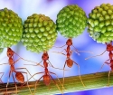 Come sbarazzarsi delle formiche a casa