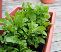 How to grow RuCola