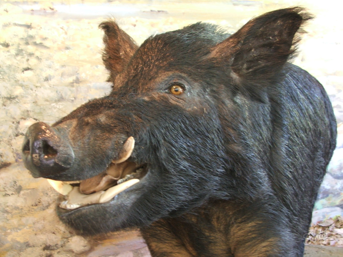 What dreams of boar?