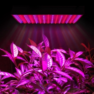 Foto hur man gör bakgrundsbelysning för plantor