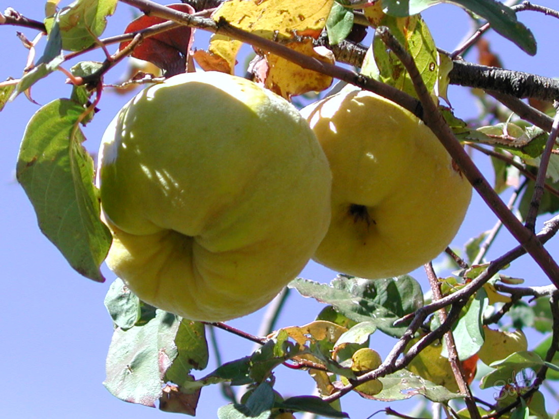 How to grow quince