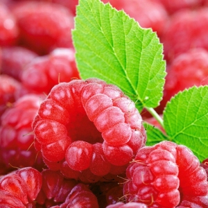 Photo how to care for raspberries