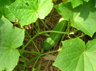 Hur man planterar gurkor i öppen mark