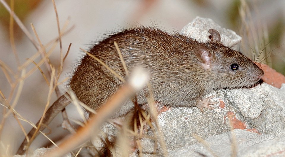 الفئران Earthwood، وكيفية التعامل