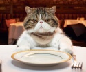 چگونه می توان یک گربه استریل را تغذیه کرد