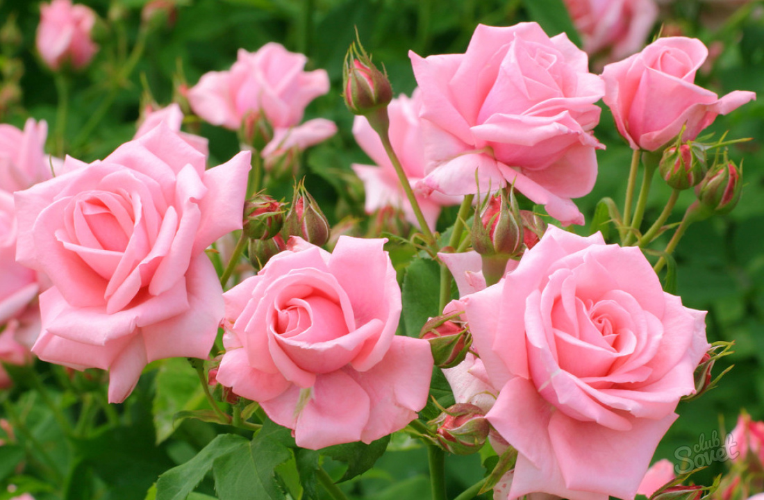 Jak dbać o róże w ogrodzie