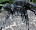 Čo sníva veľký čierny pavúk