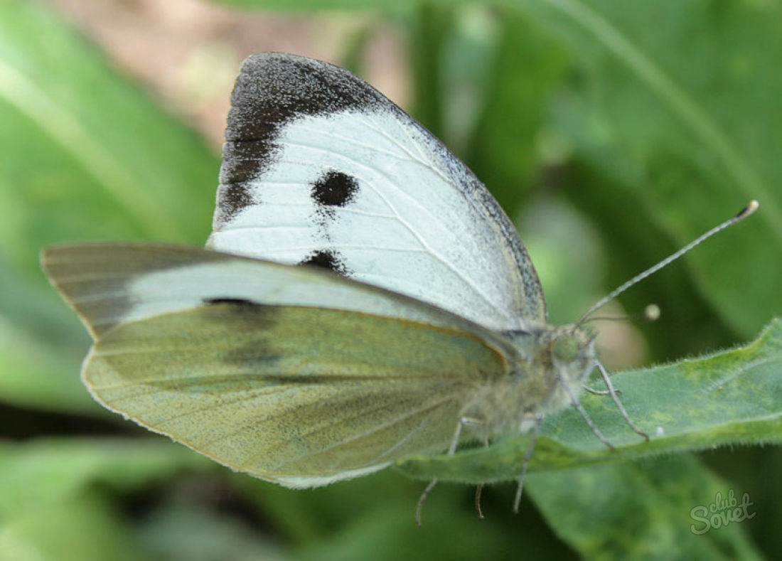 Kål -vit -vit fjäril, hur man blir av med