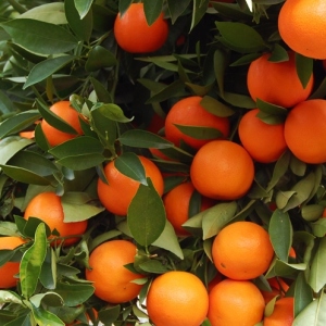 Fotografija kako rastu mandarinu iz kosti