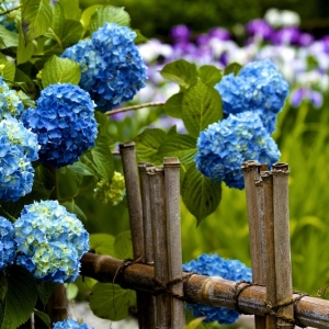 Stock Foto How to grow hydrangea from seeds