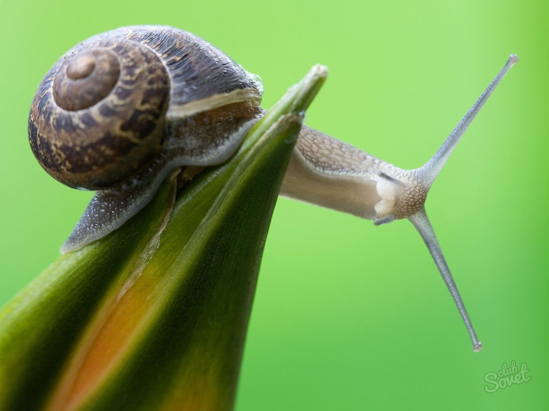 Čo robí snail sen?