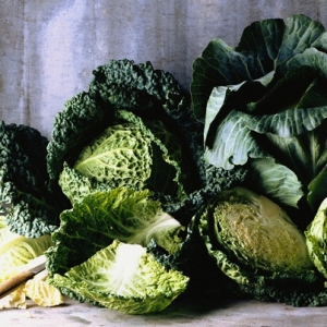 How to plant savoy cabbage