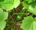 How to grow cucumbers in the open soil