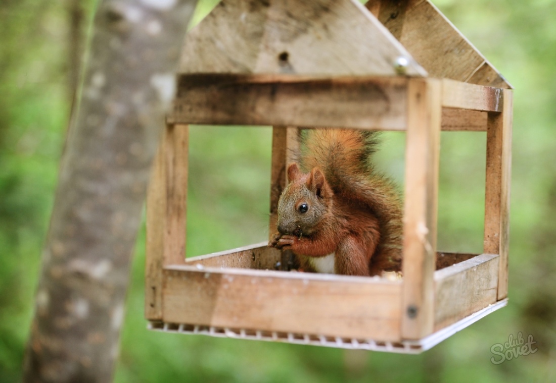 Come fare un alimentatore per uccelli per scoiattoli