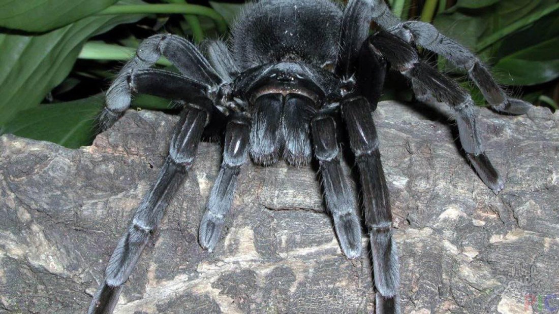 Čo sníva veľký čierny pavúk