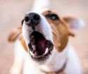 Kako pas podučava timski glas