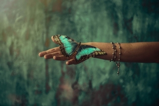 Метелик села на руку - прикмета