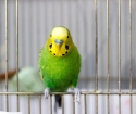 Како одредити спрат таласасте папагаја