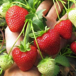 L'acide borique pour les fraises - Demande