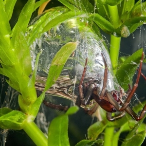 Stock Foto Quelle Spider-Silver remplit son nid sous-marin