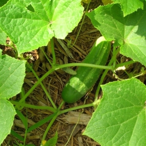 Photo How to put cucumbers in open ground