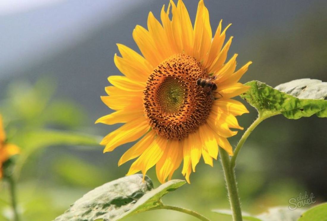 Cara menggambar bunga matahari
