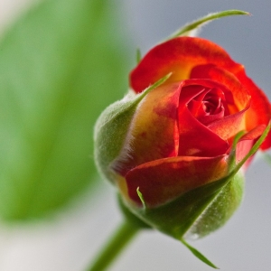 Stock Foto How to grow roses from seeds