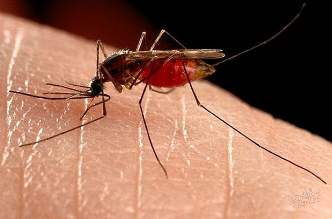 Як пов'язати комарний укус?