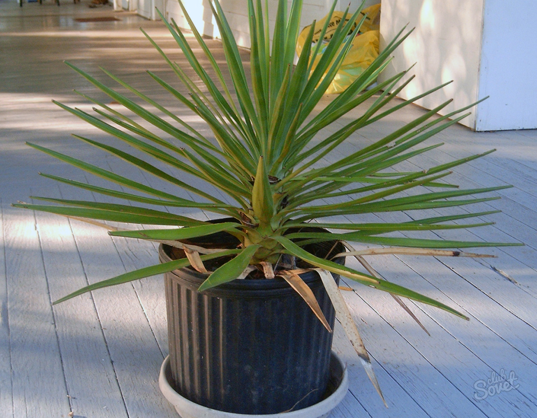 How to care for yucca