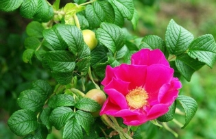 Cara membedakan mawar dari rosehip