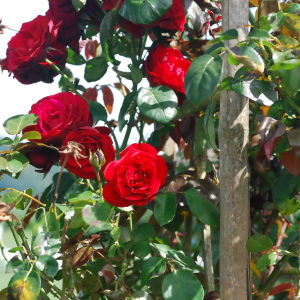 Kako usaditi ružu na kukovima ruža