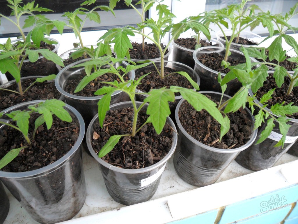 Young-seedlings