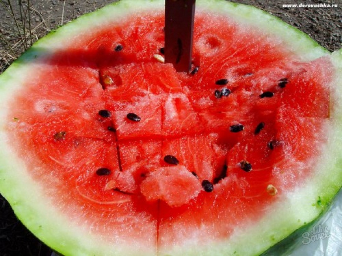 Cara menempatkan semangka