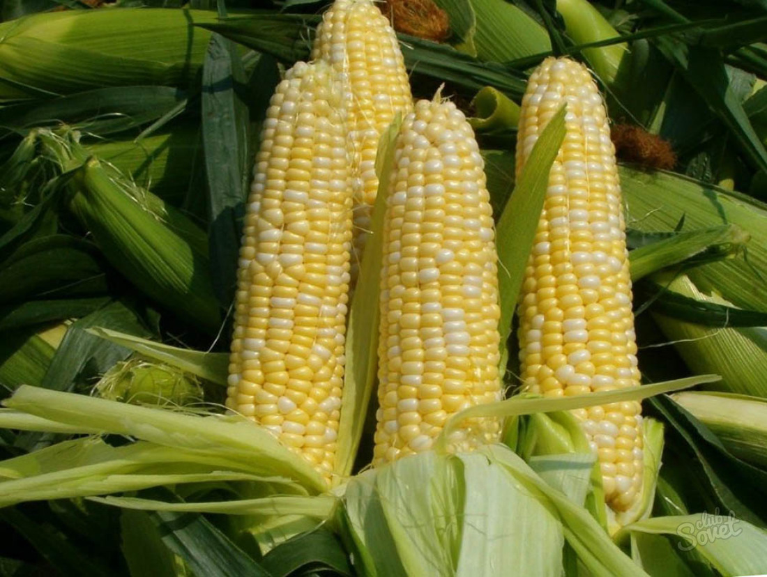 Як садити кукурудзу у відкритий грунт?