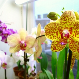 Folhas amarelas da orquídea - o que fazer?