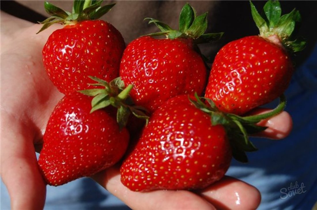 Hur växer jordgubbe